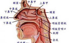 鼻炎是由什么原因引起的