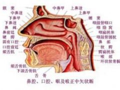 萎缩性鼻炎有哪些常见的检查项目